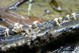 Attēlu rezultāti vaicājumam “Cudoniella clavus”