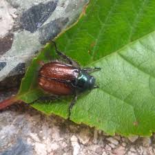 Attēlu rezultāti vaicājumam “Phyllopertha horticola imago”