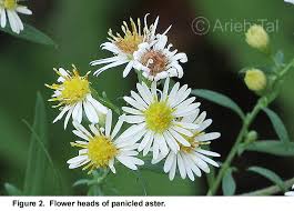 Image result for Aster lanceolatus