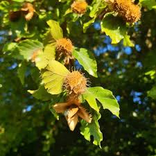 Attēlu rezultāti vaicājumam “Fagus sylvatica fruit”