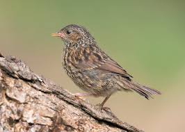 Attēlu rezultāti vaicājumam “Prunella modularis”