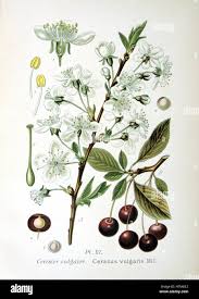 Attēlu rezultāti vaicājumam “Cerasus”