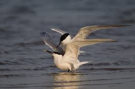 Attēlu rezultāti vaicājumam “Sterna sandvicensis”