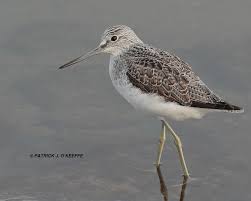 Attēlu rezultāti vaicājumam “Tringa nebularia”