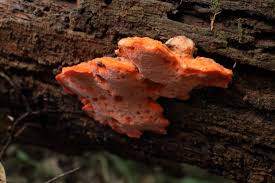 Attēlu rezultāti vaicājumam “Skeletocutis carneogrisea”