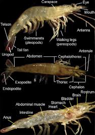 Attēlu rezultāti vaicājumam “Crustacea”