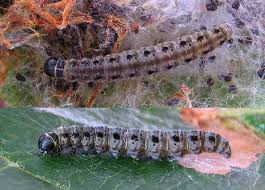 Attēlu rezultāti vaicājumam “Yponomeuta malinellus / cagnagella larva”