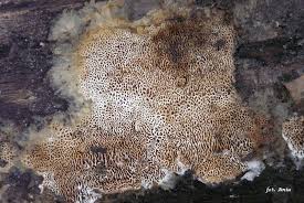 Attēlu rezultāti vaicājumam “Trechispora mollusca”