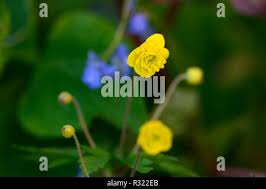 Attēlu rezultāti vaicājumam “Anemone ranunculoides bud”