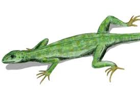 Attēlu rezultāti vaicājumam “Sauria”