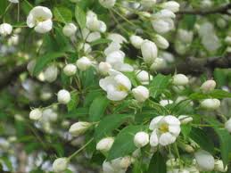 Attēlu rezultāti vaicājumam “Malus mandshurica”