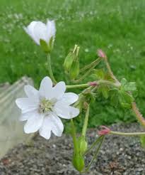 Attēlu rezultāti vaicājumam “Geranium pyrenaicum flower”