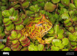 Image result for Ceratophrys ornata