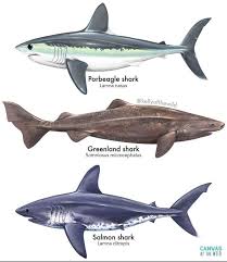 Image result for Lamna nasus