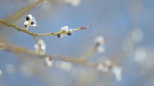 Attēlu rezultāti vaicājumam “Salix aurita bud”
