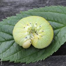 Attēlu rezultāti vaicājumam “Cimbex femoratus”