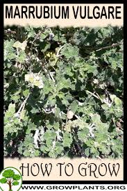 Image result for Marrubium vulgare