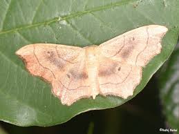 Attēlu rezultāti vaicājumam “Idaea emarginata”