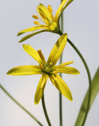 Attēlu rezultāti vaicājumam “Gagea lutea bud”