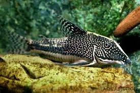 Image result for fish corydoras