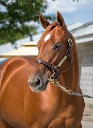 Image result for horse girl gun