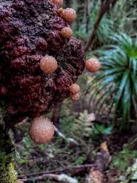 Attēlu rezultāti vaicājumam “Diachea subsessilis stalked”