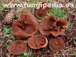 Attēlu rezultāti vaicājumam “Discina perlata”