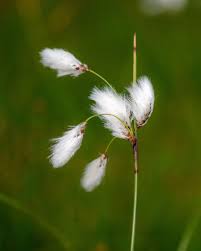 Attēlu rezultāti vaicājumam “Eriophorum latifolium flower”