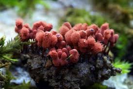 Attēlu rezultāti vaicājumam “Arcyria affinis”