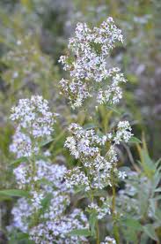 Attēlu rezultāti vaicājumam “Symphyotrichum x salignum leaf”