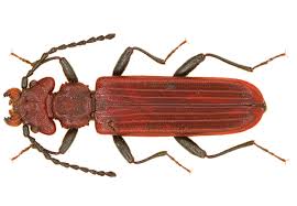 Attēlu rezultāti vaicājumam “Cucujidae”