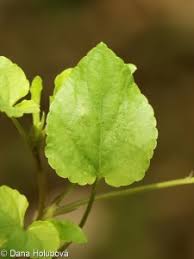 Attēlu rezultāti vaicājumam “Viola reichenbachiana leaf”