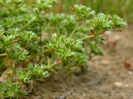 Attēlu rezultāti vaicājumam “Scleranthus annuus flower”