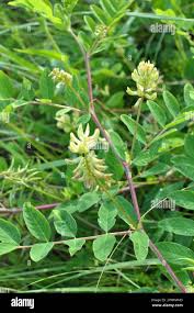 Attēlu rezultāti vaicājumam “Astragalus glycyphyllos flower”