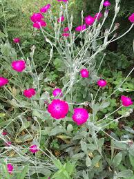 Image result for Lychnis coronaria