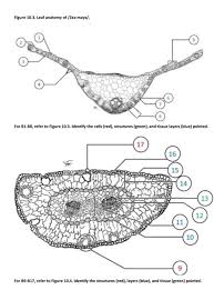 Attēlu rezultāti vaicājumam “Zea mays leaf”