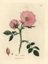 Attēlu rezultāti vaicājumam “Rosa canina”