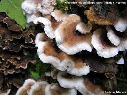 Attēlu rezultāti vaicājumam “Chondrostereum purpureum”