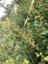 Attēlu rezultāti vaicājumam “Elytrigia repens subsp. arenosa”