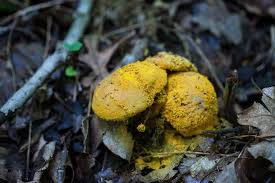 Attēlu rezultāti vaicājumam “Hypomyces chrysospermus”