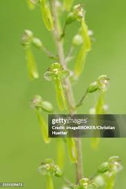 Attēlu rezultāti vaicājumam “Listera ovata flower”