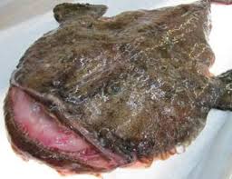 Image result for Lophius americanus