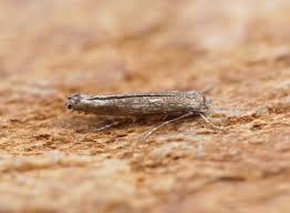 Attēlu rezultāti vaicājumam “Lyonetia clerkella”