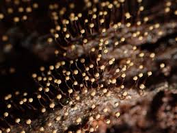 Attēlu rezultāti vaicājumam “Cribraria intricata macro”