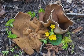 Attēlu rezultāti vaicājumam “Disciotis venosa”