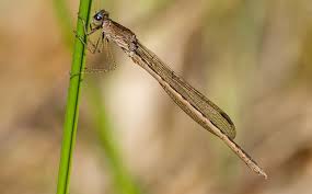 Attēlu rezultāti vaicājumam “Sympecma paedisca”