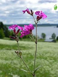 Attēlu rezultāti vaicājumam “Silene dioica”