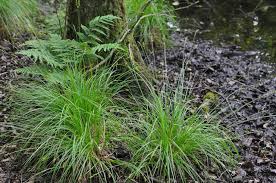 Attēlu rezultāti vaicājumam “Carex elongata”