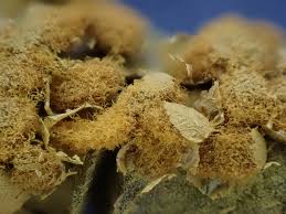 Attēlu rezultāti vaicājumam “Hemitrichia sordivesiculosa sessile”