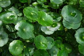 Attēlu rezultāti vaicājumam “Hydrocotyle vulgaris leaf”